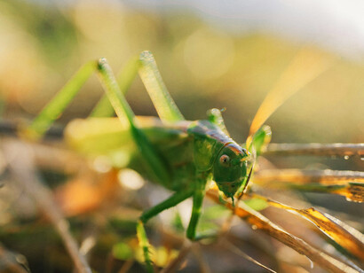 Insetti edibili nel regolamento europeo sui Novel Food: una nuova era per l'alimentazione umana