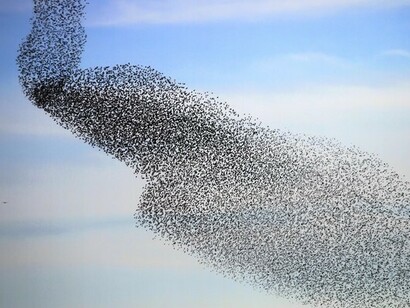 Ogni uccello è combattuto tra l’esigenza di mantenere l’allineamento con i vicini e il doversi adeguare alla variazione di direzione di un compagno di volo