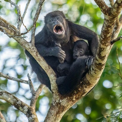 Scimmia urlatrice dalla mantella dorata con il suo piccolo (Alouatta palliata palliata)