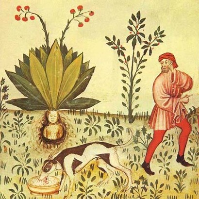 Mandragora, Tacuinum Sanitatis