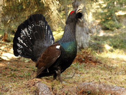 Han bussato al portone dove è il gallo cedrone?