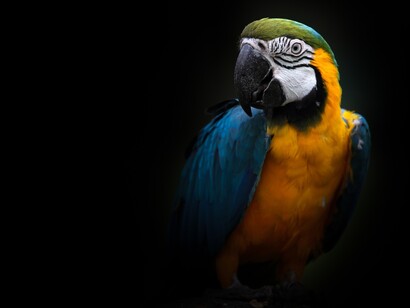 Parrots? Do they really exist?  