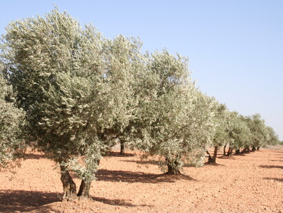 Ulivi in Puglia