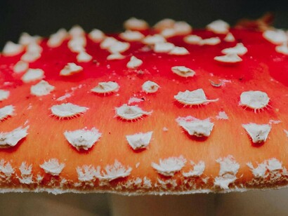 Amanita muscaria. Embora o *manita muscaria seja icônico e visualmente impressionante, é importante lembrar que, apesar de ser tradicionalmente usado em rituais xamânicos em algumas culturas, foi também utilizado no remédio para matar moscas ele é tóxico e deve ser manuseado e consumido com extrema cautela