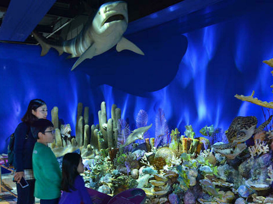 Welcome to Cuba. Courtesy of American Museum of Natural History
