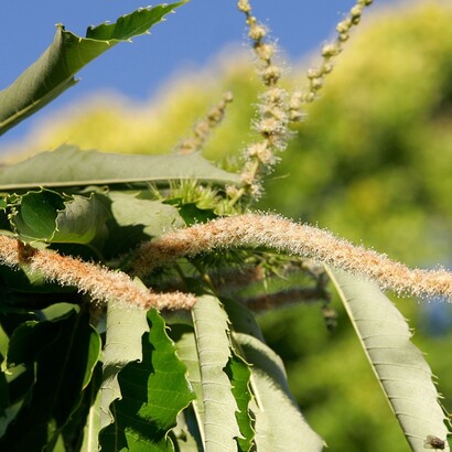 I fiori maschili sono molto vistosi e producono grandi quantità di polline, facilmente trasportato dal vento e dagli insetti
