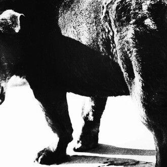 Daido Moriyama, Stray dog (detail), Misawa, Aomori, 1971. Courtesy of the Henri Cartier-Bresson Foundation