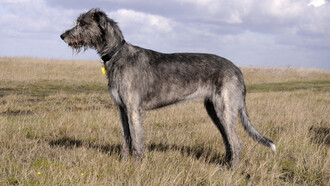 Un esemplare di Irish Wolfhound, il levriero irlandese