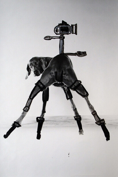 William Wegman, Quadrapod, 1996. Courtesy of Lisa Sette Gallery