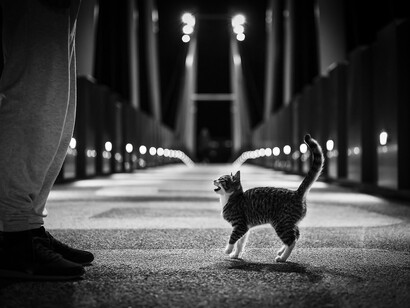 Abandon des animaux. S’ils sont capables de ressentir de la joie en vous voyant, ils sont tout aussi capables de ressentir de la tristesse, ou de la colère