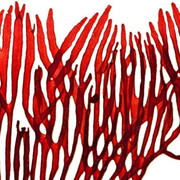 Natural History Museum