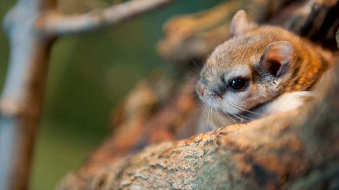 Écureuils volants. Courtesy of Science Nord