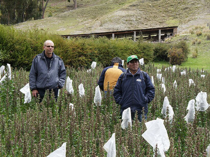 Parcela de mejoramiento de quinua. La falta de control en el mercado local permite la venta de quinua contaminada a millones de familias peruanas. Puno, Perú