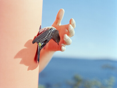 Ivory Gate, 2013. Yellow-Rumped warbler. Manomet, Massachusetts, Archival pigment print
24 x 30 inches, Edition of 5, 2APs