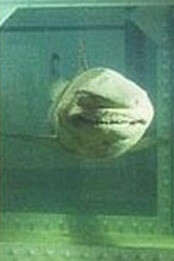 La imposibilidad...,Damien Hirts. 1991