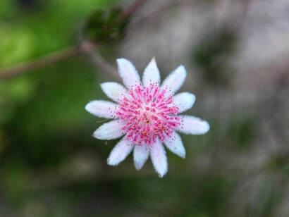 Pink Flannel Flower è un fiore molto piccolo e i suoi petali sono al tatto simili alla flanella