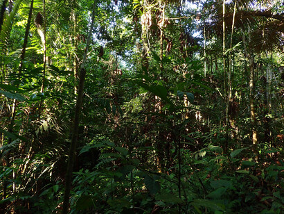 Más del 20 por ciento de la madera extraída entre 2012 y 2017 (79.000 metros cúbicos), salió de la región por medio de permisos a nombre de 93 apoderados