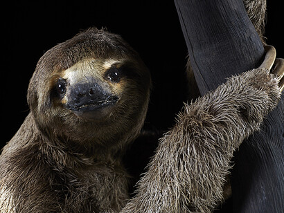 Life in the dark. Courtesy of Natural History Museum