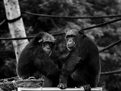 The origin of leprosy is still unknown in chimpanzees 