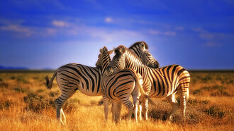 Parco Nazionale di Etosha, Namibia – Zebre si riposano disposte in modo da controllare l’arrivo di eventuali predatori. Ph Sergio Pessolano