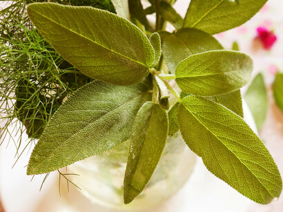 Foglie di salvia