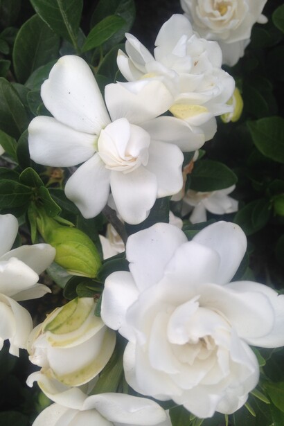 Gardenia grandiflora