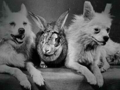 La coniglietta Marfusha, insieme ai due cani: Snezhinka e Otvazhnaya (1959)
