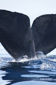 Sperm Whale  © Gehan de Silva Wijeyeratne