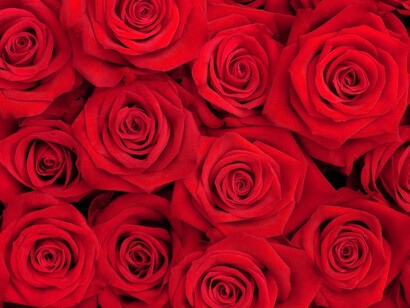 Un buen día, le llegó el turno a la hija del rey, que habría muerto a manos de la fiera si el caballero Jordi no hubiera aparecido para enfrentarse al dragón y matarlo