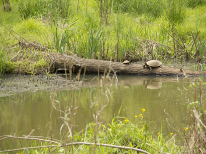 Wetlands are natural shock absorbers