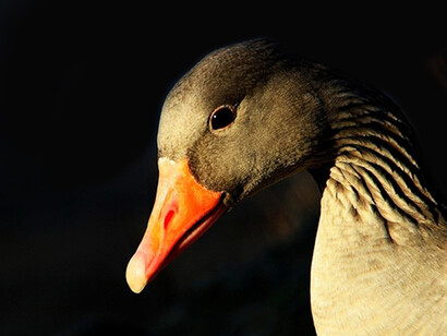 Industry involving illegal wildlife products 