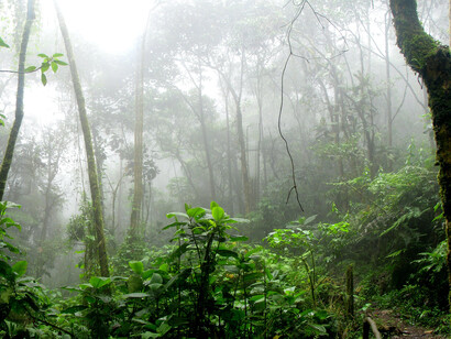Vegetazione nella foresta pluviale