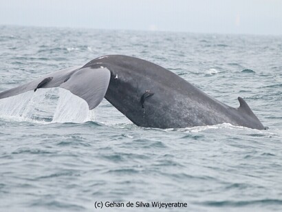 Watching Blue Whales in Mirissa © Gehan de Silva Wijeyeratne