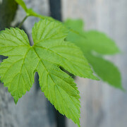 The Vasa Museum Garden. Courtesy of The Vasa Museum