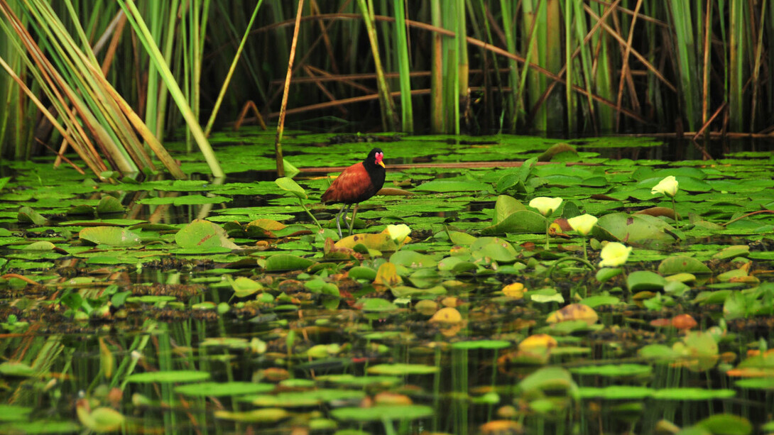Gallito de agua. Avifauna en los Esteros del Iberá. Corrientes, Argentina