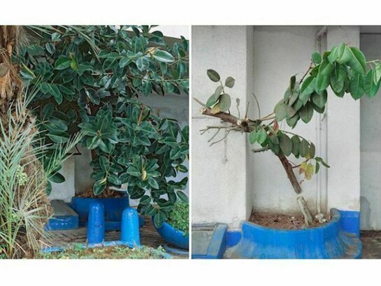 Sharon Ya'ari, Ficus Elastica, 16 HaRakevet Street, Tel Aviv, 2010, Ficus Elastica, 16 HaRakevet Street, Tel Aviv, 2011, 14.17 x 11 inches, Edition of 5