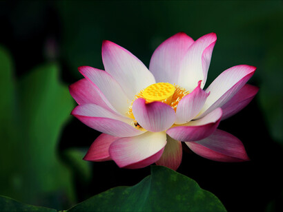 A metáfora da flor de lótus é o atravessamento na lama, com persistência e constância, para ultrapassar o estado inócuo da lama e florescer