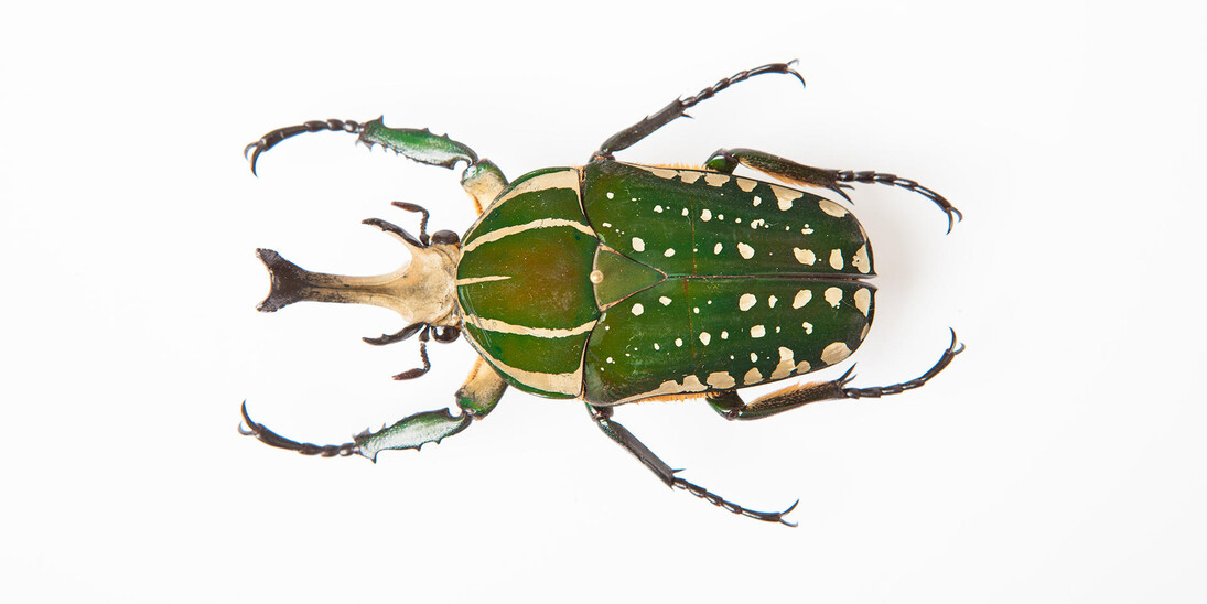 Color of Life. Courtesy of California Academy of Sciences