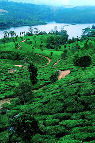 The lush green hills of Munnar, Kerala, with a serene river winding through the landscape