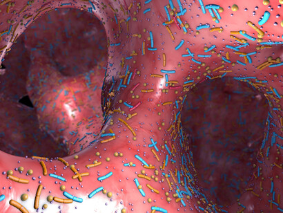 I batteri filamentosi segmentati non sono presenti nel microbiota umano ma ci sono altre specie di batteri che vivono in simbiosi in particolare con il sistema immunitario umano