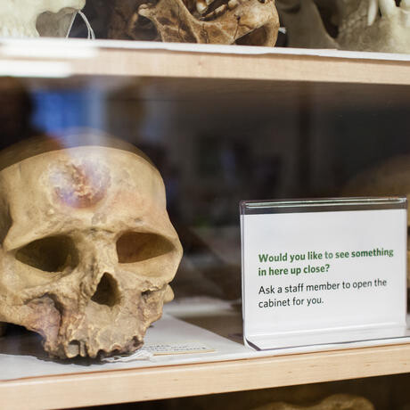 Naturalist Center. Courtesy of California Academy of Sciences