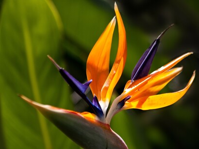 Gardens pass through different stages