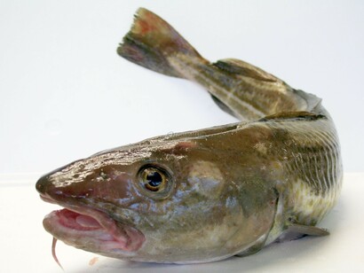 Un skrei listo para ser cocinado