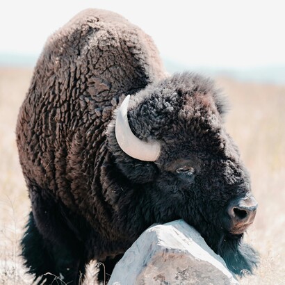 "Il Bisonte" è per chi vuole sentire ascoltando. Il dono dell’attenzione e/o dell’ascolto è virtù rara, a costo di risultare datato