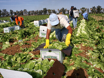 Ciudadanos mexicanos trabajando en el campo en Estados Unidos