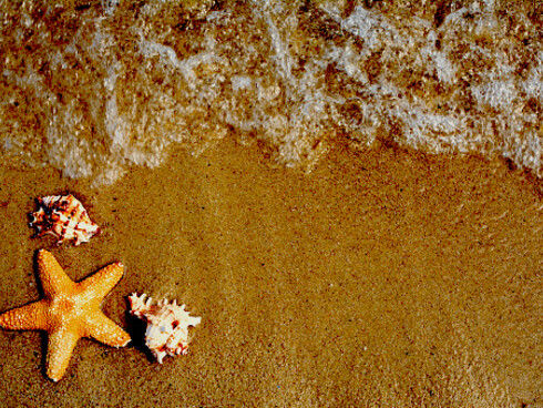 Innumerevole varietà di invertebrati e conchiglie dai mari dell'isola di Bunaken