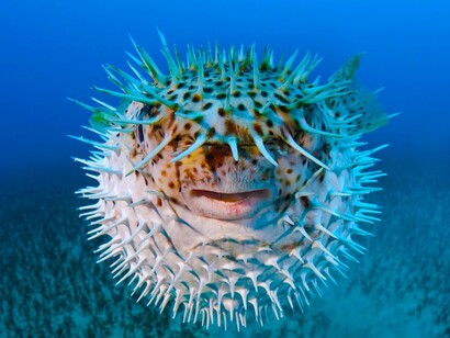 El hígado y otras vísceras del mataperrita están llenos de un veneno llamado tetradotoxina
