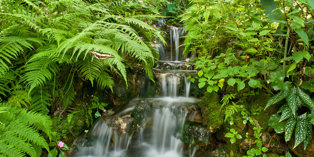 Butterfly Rainforest. Courtesy of Florida Museum of Natural History 