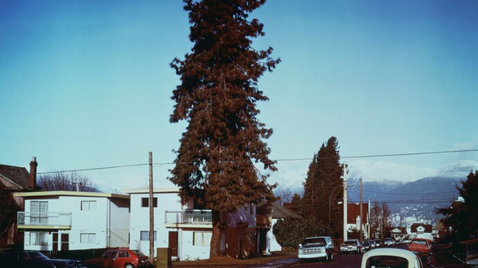 Jeff Wall, The Pine on the corner, 1990, JPMorgan Chase Art Collection, Courtesy of the Artist and Marian Goodman Gallery