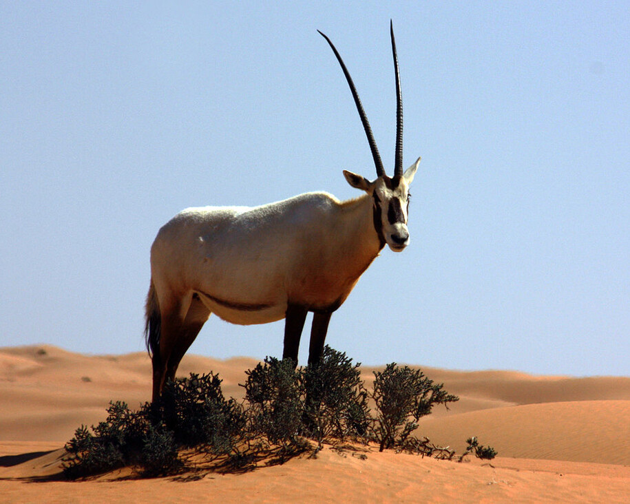African Mammal Hall. Courtesy of Natural History Museum